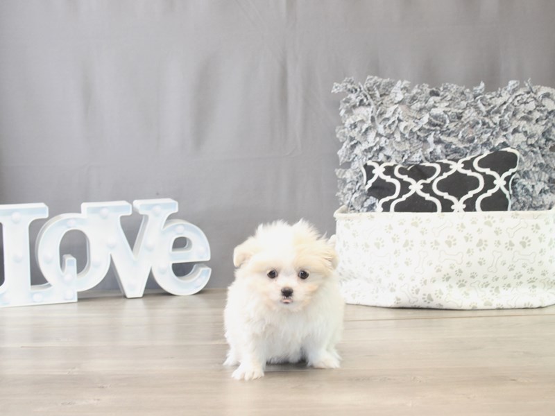 [#21776] Summer - Cream Female Shiranian Puppies for Sale