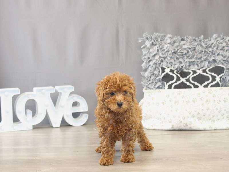 [#21789] Shelby - Red Female Poodle Puppies for Sale