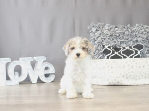 [#21791] Angel - White/ Silver Merle Male Poodle Puppies for Sale