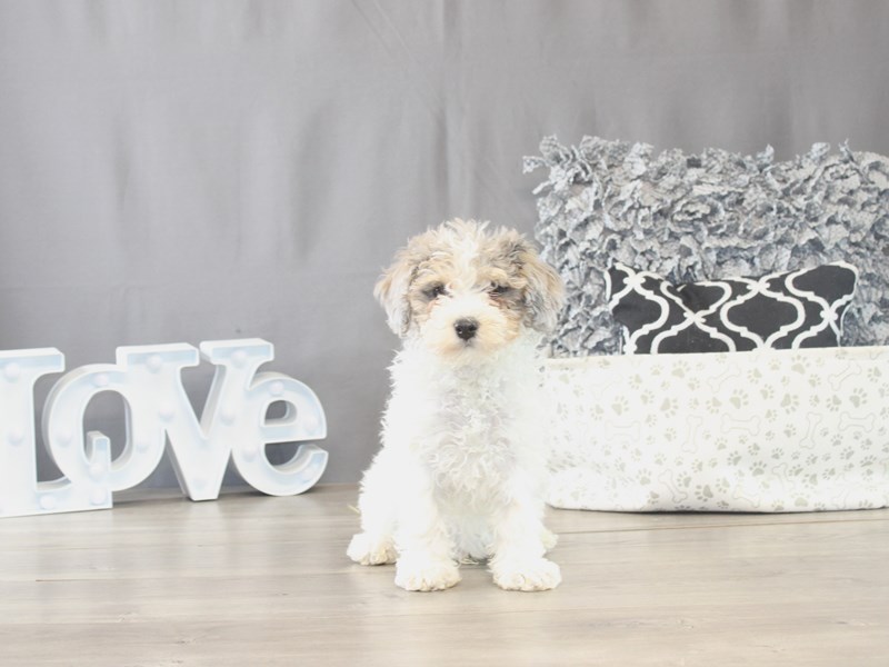 [#21791] Angel - White/ Silver Merle Male Poodle Puppies for Sale