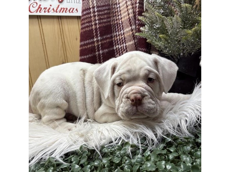 [#21802] Marshmallow - White / Lilac Merle Male Beabull Bulldog Puppies for Sale