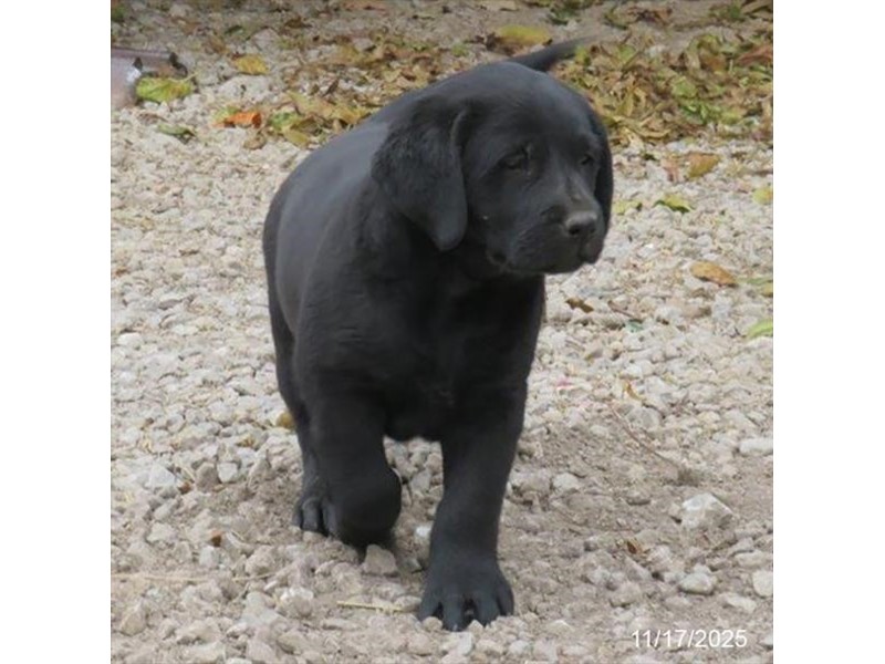 [#21792] Bowser - Black Male Labrador Retriever Puppies for Sale