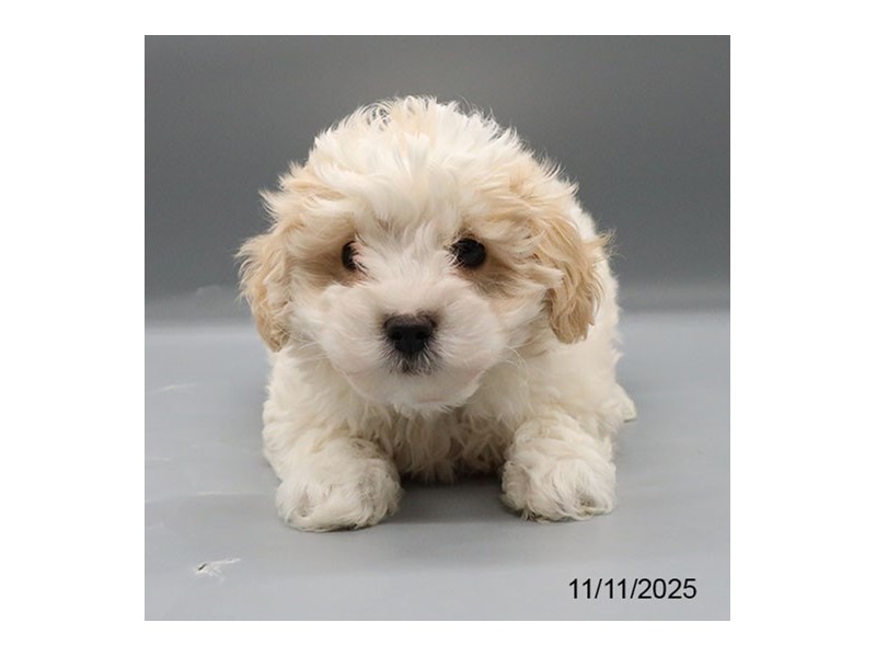 [#21793] Gizmo - White/ Cream Male Maltipoo Puppies for Sale
