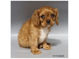[#21794] Charlotte - Ruby Female Cavalier King Charles Spaniel Puppies for Sale