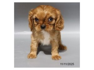 [#21795] Molly - Ruby Female Cavalier King Charles Spaniel Puppies for Sale