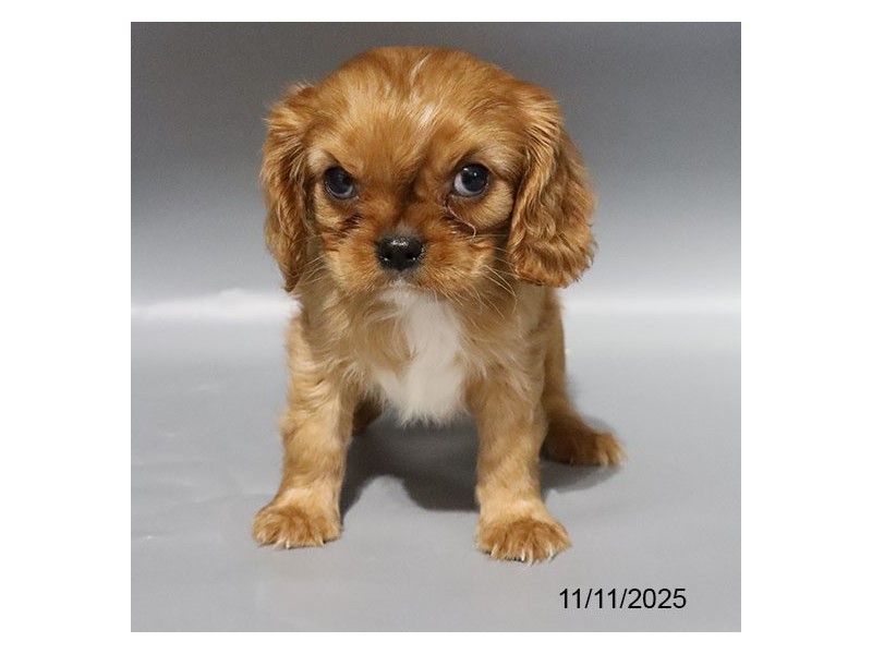 [#21795] Molly - Ruby Female Cavalier King Charles Spaniel Puppies for Sale