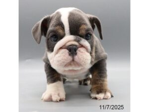 [#21796] Betsy - Blue Tri-Colored Female English Bulldog Puppies for Sale