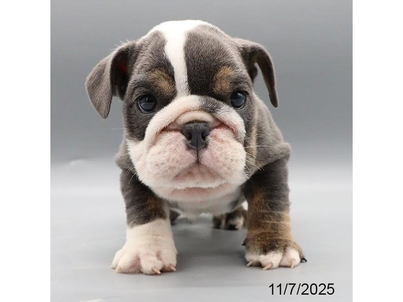 [#21796] Betsy - Blue Tri-Colored Female English Bulldog Puppies for Sale