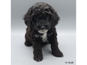 [#21798] Drax - Black Male Cockapoo Puppies for Sale