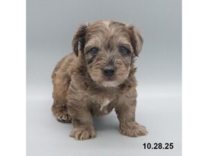 [#21799] Casey - Blue Merle Male Yorkiepoo Puppies for Sale