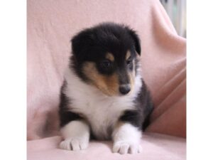 [#21800] Chester - Black Tri-Colored Male Collie Puppies for Sale