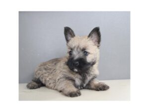 [#21801] Henry - Wheaten Male Cairn Terrier Puppies for Sale