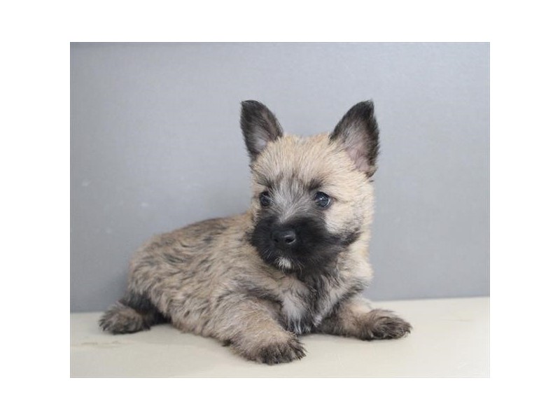[#21801] Henry - Wheaten Male Cairn Terrier Puppies for Sale