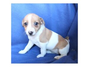 [#21803] Murphy - Red/ White Male Toy Fox Terrier Puppies for Sale