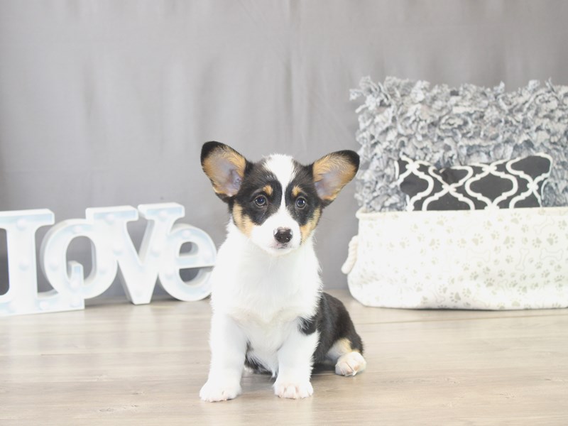 Pembroke Welsh Corgi Puppy Black Tri-Colored ID: 21819 Located at