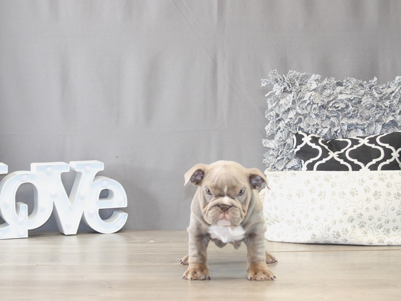 [#21958] Sasha - Lilac Tri-Colored Female English Bulldog Puppies for Sale