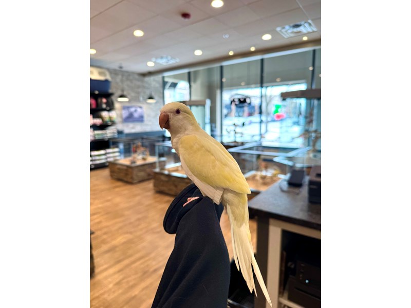 [#B298]  - Creamino Quaker Parrot Birds for Sale