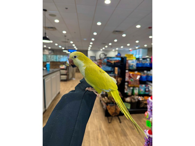 [#B299]  - Green Opaline Quaker Parrot Birds for Sale