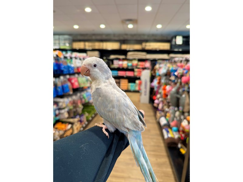 [#B300]  - Blue Opaline Quaker Parrot Birds for Sale