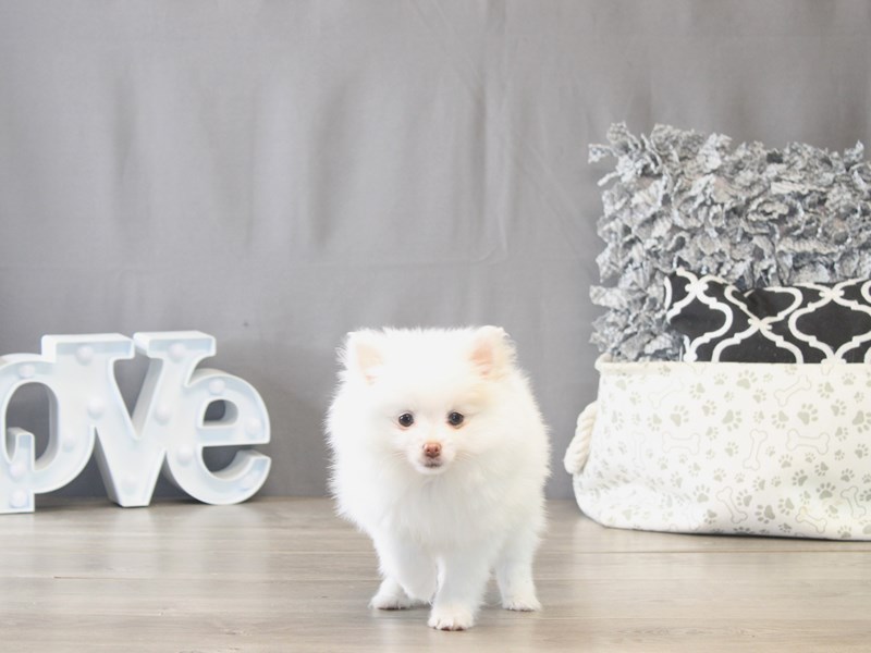 [#21891] Milo - White/ Cream Male Pomeranian Puppies for Sale