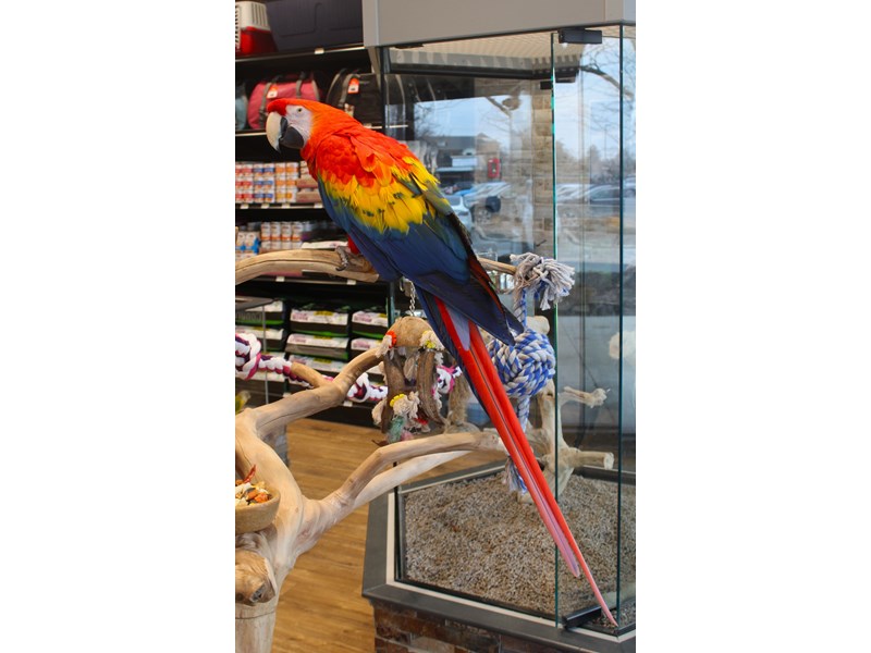 [#B301] Apollo - Rainbow Female Scarlet Macaw Birds for Sale