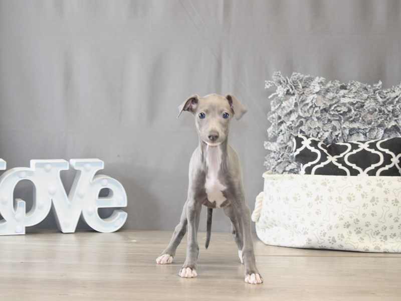[#21932] Gabriel - Blue / White Male Italian Greyhound Puppies for Sale