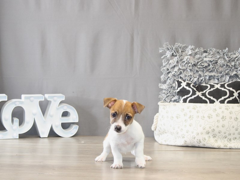 [#21936] Jack Bauer - Brown / White Male Jack Russell Terrier Puppies for Sale