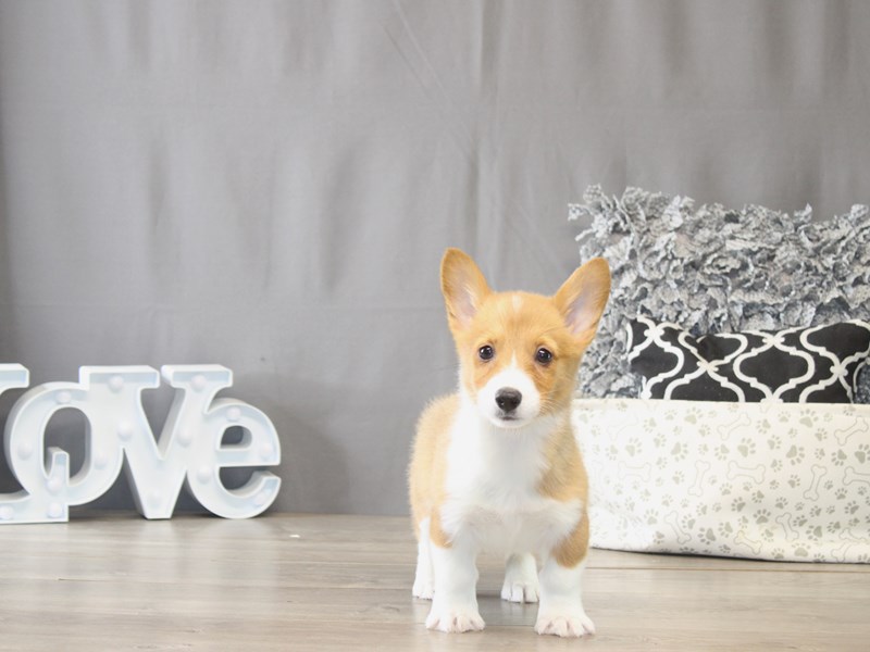 [#21927] Peter - Red / White Male Pembroke Welsh Corgi Puppies for Sale