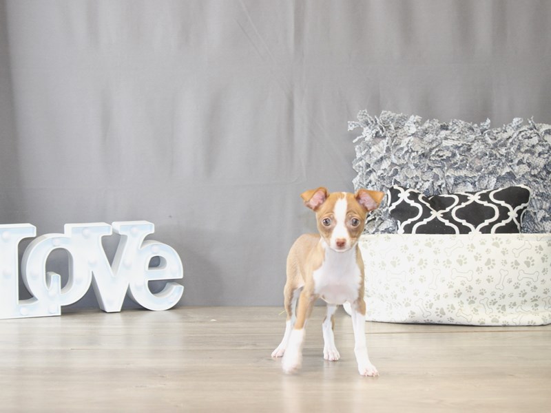 [#21947] Katie - Chocolate/ White Female Chihuahua Puppies for Sale