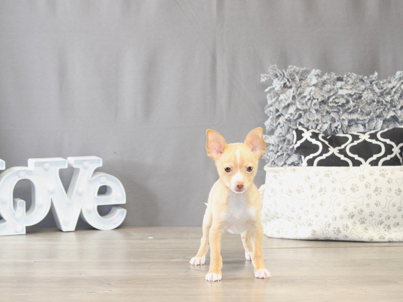 [#21948] Thomas - Gold/ White Male Chihuahua Puppies for Sale