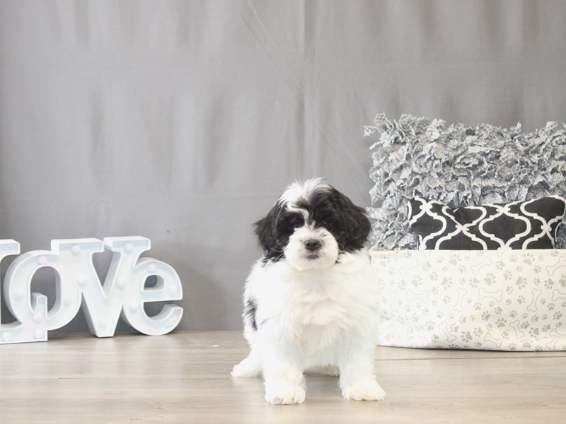 [#21962] Chewy - Black / White Male Havapoo Puppies for Sale