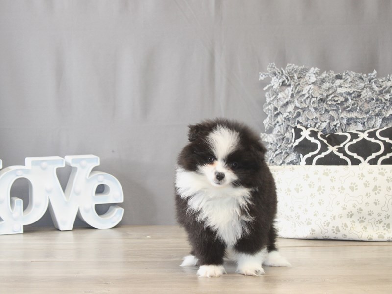 [#21957] Oreo - Black/ White Male Pomeranian Puppies for Sale