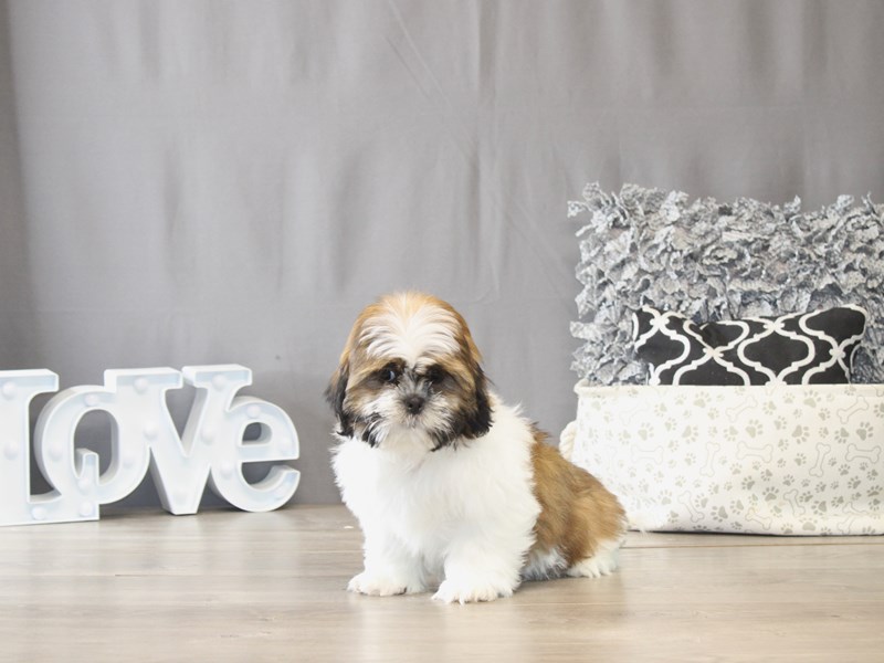 [#21961] Cedric - Sable / White Male Shih Tzu Puppies for Sale