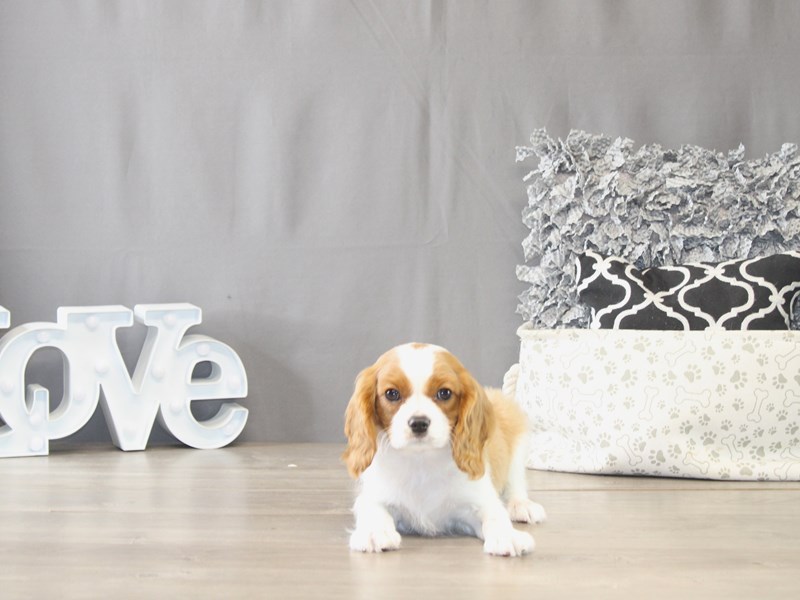 [#21970] Angus - Blenheim Male Cavalier King Charles Spaniel Puppies for Sale