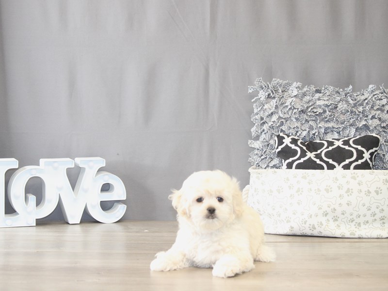 [#21972] Harris - Cream Male Pekeapoo Puppies for Sale