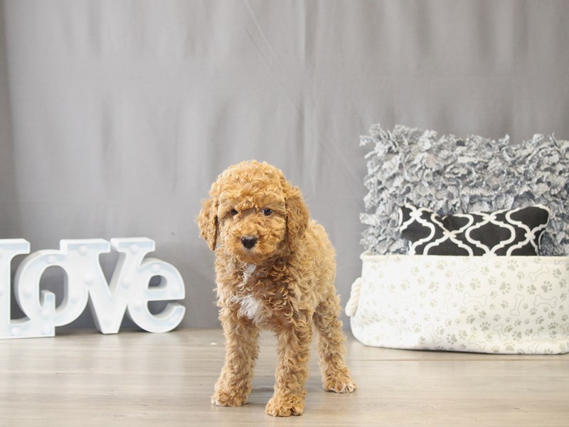 [#21980] Muffin - Red Female Mini Goldendoodle Puppies for Sale