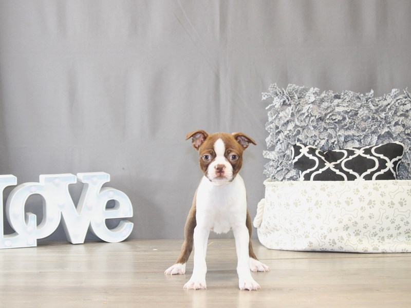 [#22001] Chloe - Red / White Female Boston Terrier Puppies for Sale