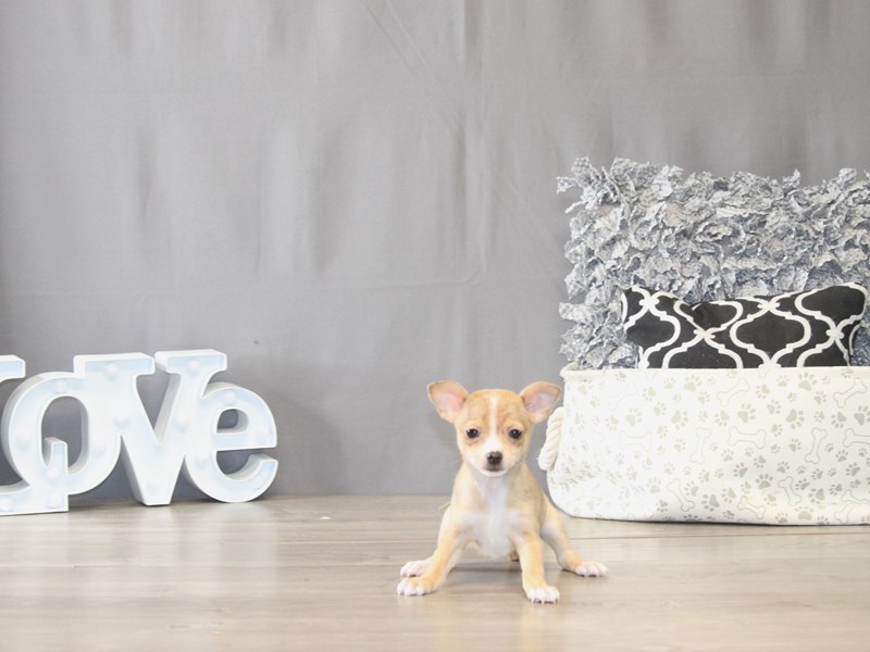 [#21999] Roxanne - Fawn Merle/ White Female Chihuahua Puppies for Sale