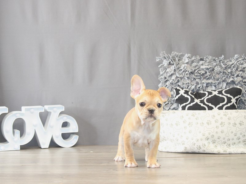 [#22011] Dixie - Fawn Female French Bulldog Puppies for Sale