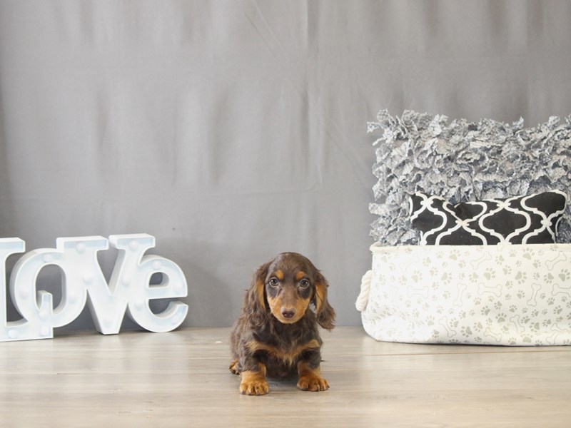 [#22002] Steven - Chocolate / Tan Male Dachshund Puppies for Sale