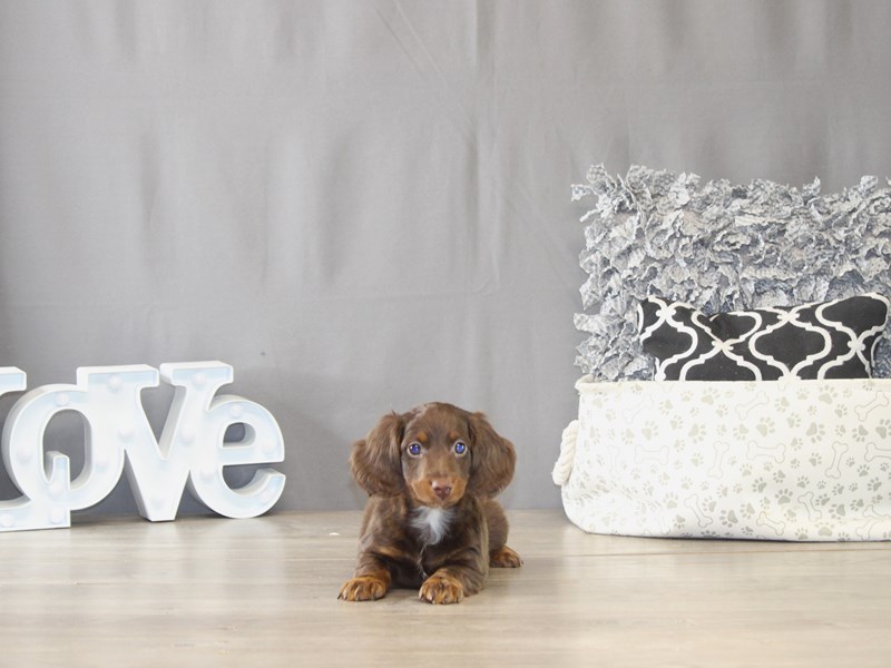 [#22000] Lucky - Chocolate/ Tan Male Dachshund Puppies for Sale