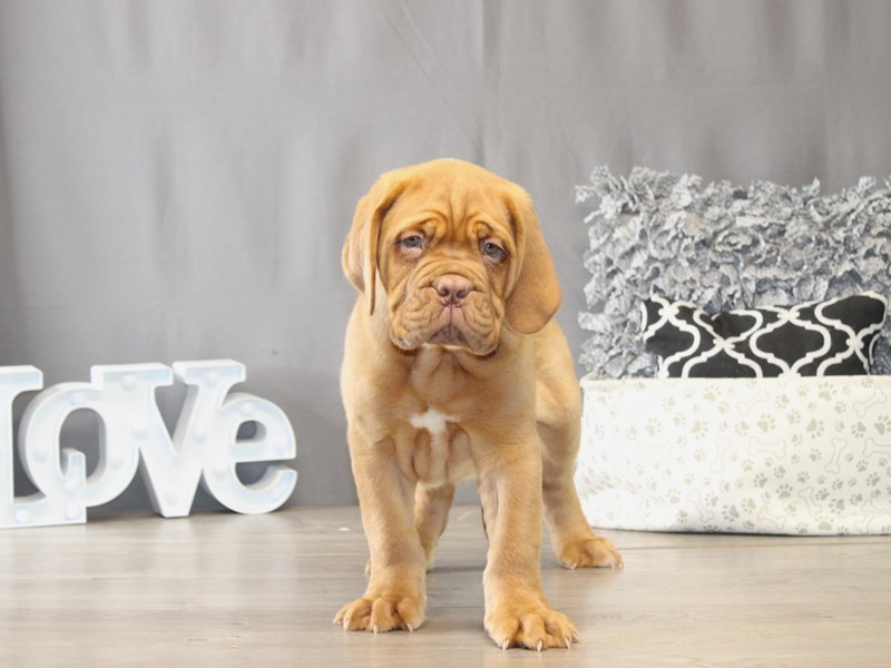 [#21997] Samson - Red Male Dogue De Bordeaux Puppies for Sale