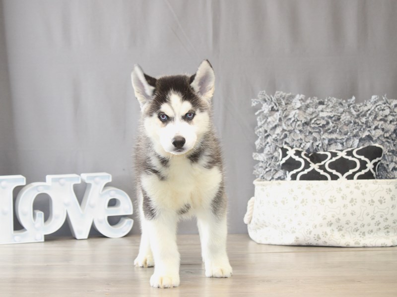 [#22004] Joey - Black / White Male Siberian Husky Puppies for Sale