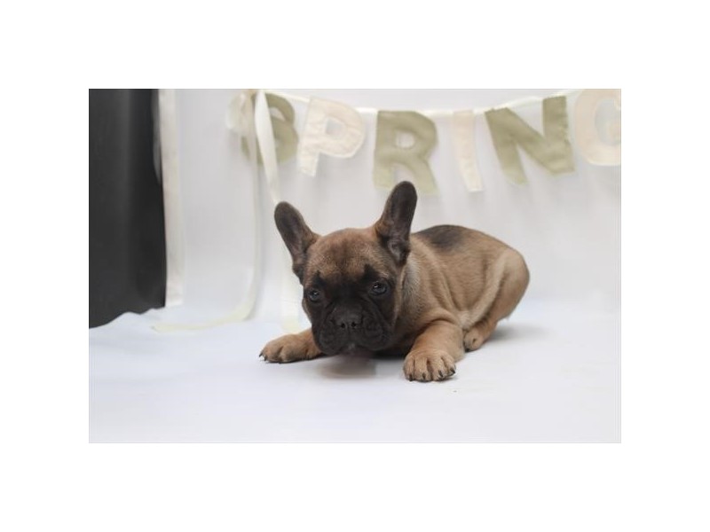 [#22029] Miranda - Fawn Female French Bulldog Puppies for Sale