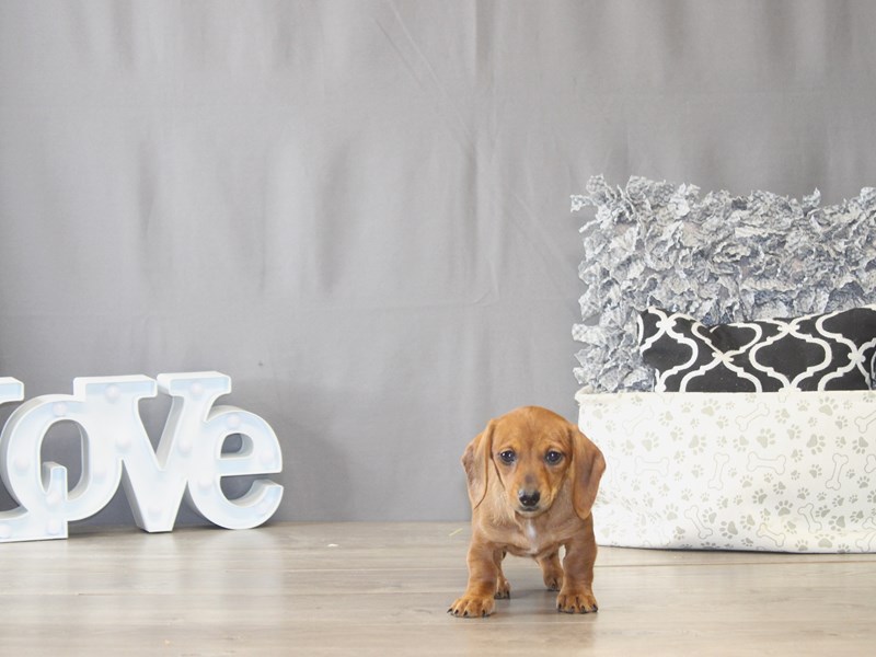 [#22017] Sandy - Red Female Dachshund Puppies for Sale