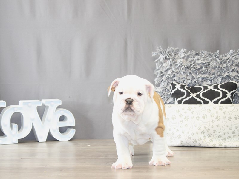[#22021] Hank - Fawn / White Male English Bulldog Puppies for Sale