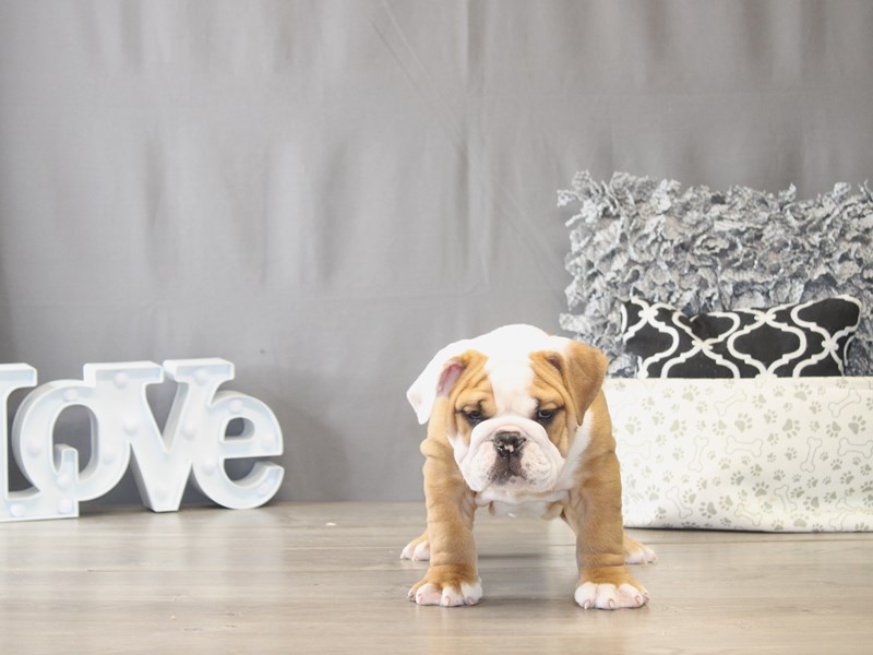 [#22020] Louie - Fawn / White Male English Bulldog Puppies for Sale