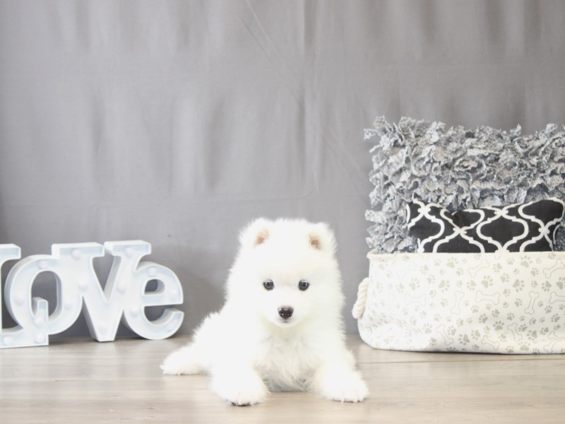 [#22024] Ziggy - White Male Samoyed Puppies for Sale