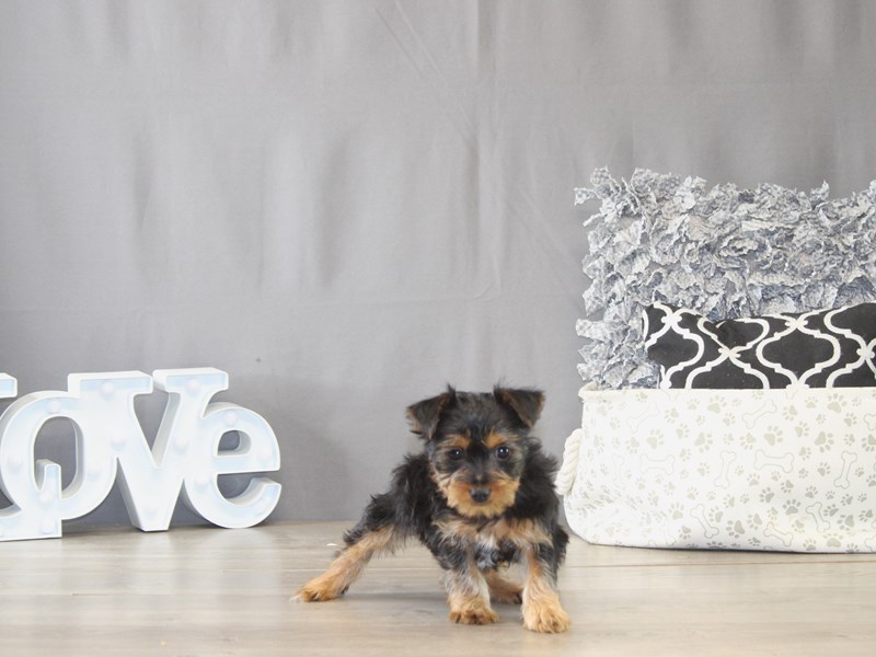[#22028] Madison - Black / Tan Female Yorkshire Terrier Puppies for Sale