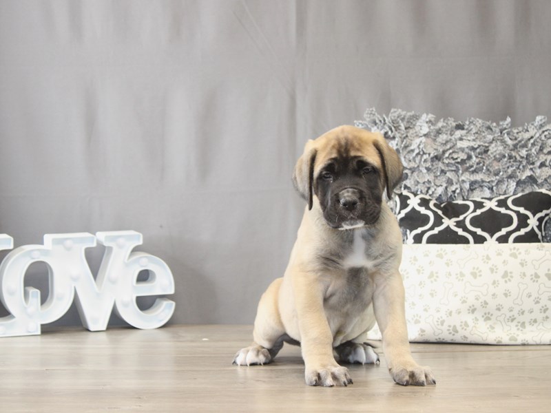 [#22044] Loki - Fawn/ Black Mask Male English Mastiff Puppies for Sale